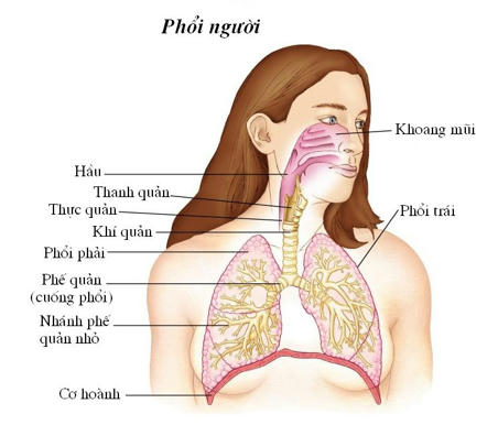 ho hap bang phoi nguoi